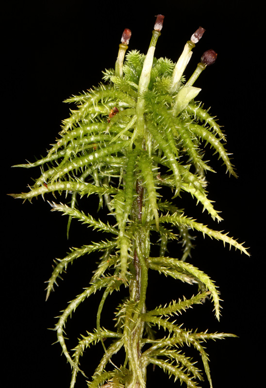 Sphagnum squarrosum